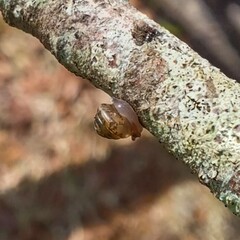 Strobilops