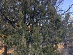 Juniperus arizonica