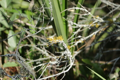 Teloschistes flavicans
