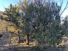 Juniperus arizonica