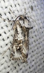 Archaeoses polygrapha