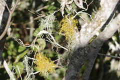Teloschistes flavicans
