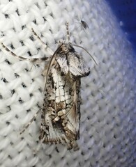 Archaeoses polygrapha