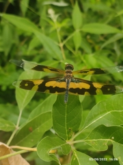 Rhyothemis variegata