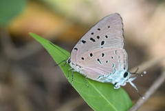 Pseudolycaena damo