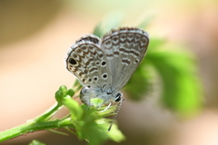 Hemiargus hanno