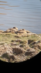 Lophonetta specularioides