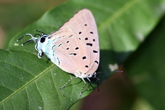 Pseudolycaena damo