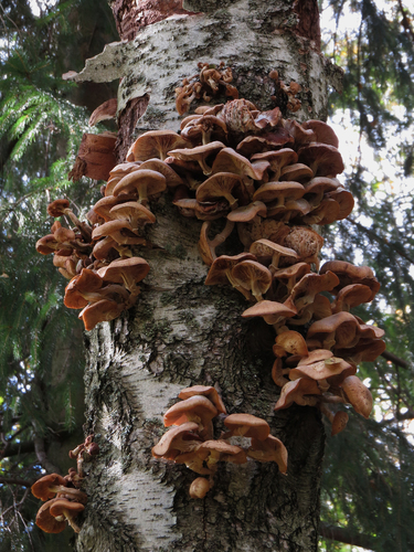 northern honey fungus