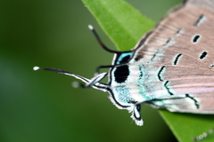Pseudolycaena damo