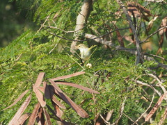 Phylloscopus inornatus