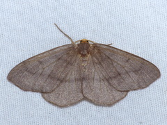 Lambdina pellucidaria