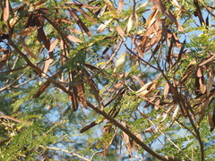 Phylloscopus inornatus