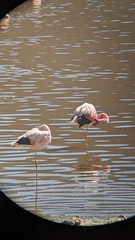 Phoenicoparrus andinus