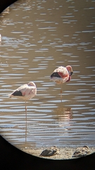 Phoenicoparrus andinus