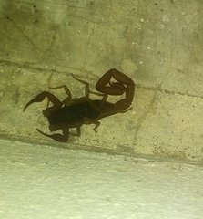 Centruroides ochraceus