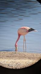 Phoenicoparrus andinus