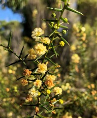 Acacia rupicola