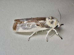 Cryptophasa albacosta