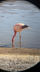 Phoenicoparrus andinus