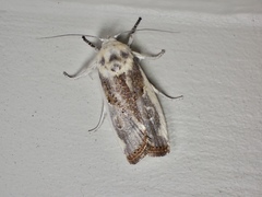 Cryptophasa albacosta