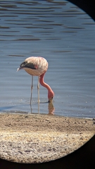 Phoenicoparrus andinus