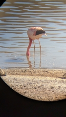 Phoenicoparrus andinus