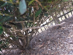 Ctenomorpha marginipennis