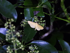 Endocrossis caldusalis