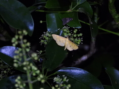 Endocrossis caldusalis