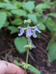 Stachys bullata