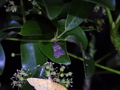 Hydrillodes nilgirialis