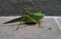 Philophyllia guttulata