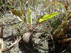 Plantago australis