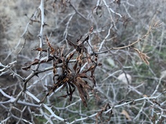 Mimosa aculeaticarpa biuncifera