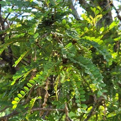 Sophora cassioides