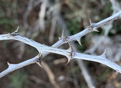 Mimosa aculeaticarpa biuncifera