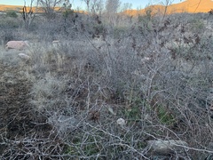 Mimosa aculeaticarpa biuncifera