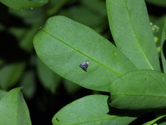 Drosophantis caeruleata