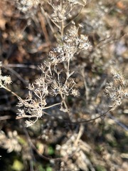 Ageratina riparia