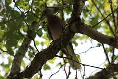 Streptopelia senegalensis senegalensis