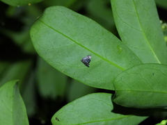 Drosophantis caeruleata