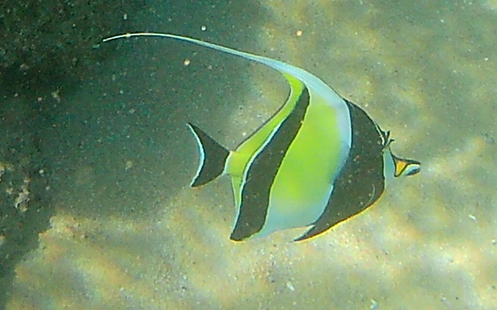 Moorish idol