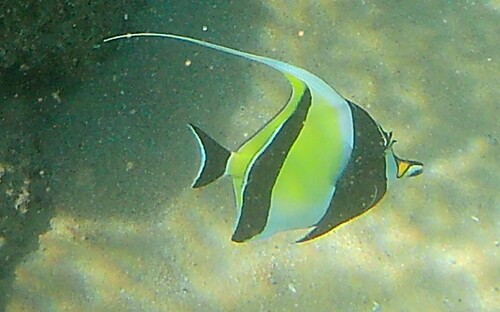 Moorish idol