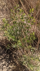 Tessaria absinthioides