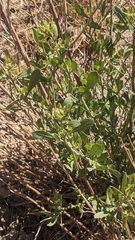 Tessaria absinthioides