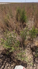 Tessaria absinthioides