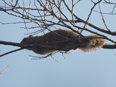 Callosciurus erythraeus styani