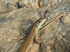 Podarcis waglerianus