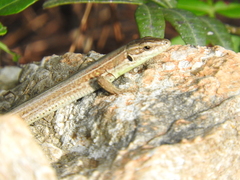 Podarcis waglerianus